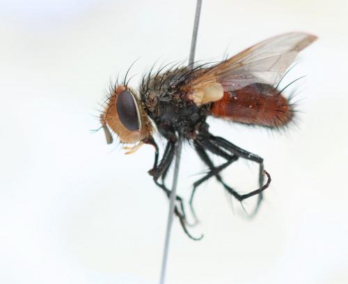 Gonia vacua
